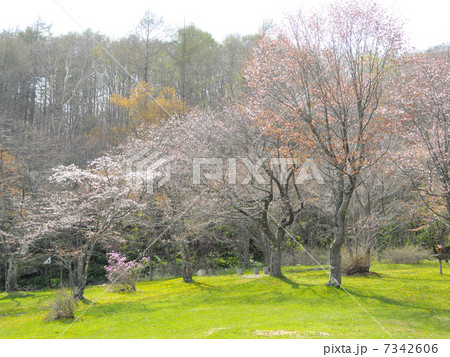 北海道釧路町別保公園の桜 北海道釧路町別保公園の桜 7342606