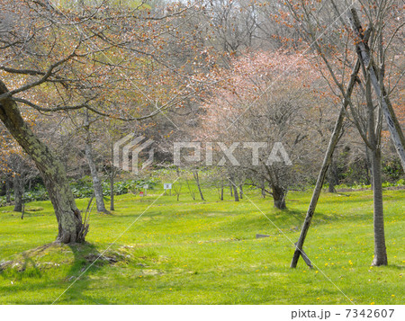 北海道釧路町別保公園の桜 北海道釧路町別保公園の桜 7342607