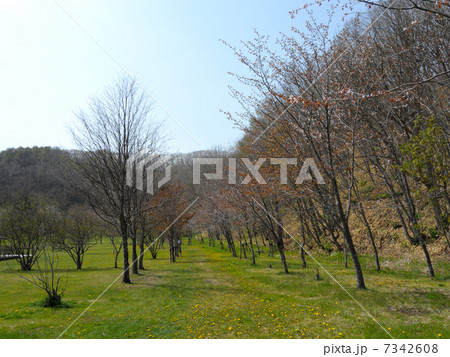 北海道釧路町別保公園の桜 7342608