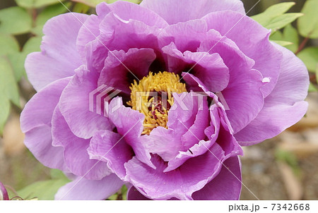 ボタン　長寿楽　０２ 7342668