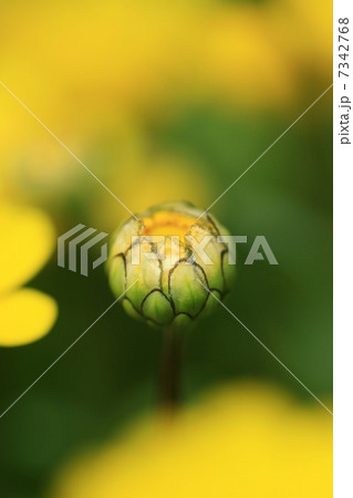 クリサンセマム・ムルチコーレの蕾 7342768