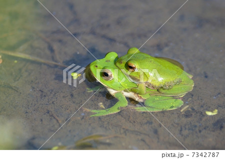 田んぼの蛙 田んぼの蛙 7342787