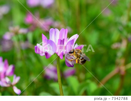 蓮華草と蜜蜂 蓮華草と蜜蜂 7342788