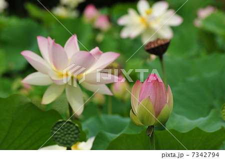 蓮華 蓮華 7342794