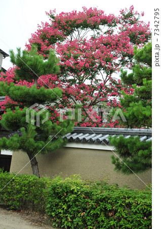 京都 夏の浄福寺 京都 夏の浄福寺 7342795