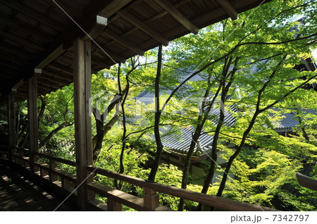 京都　永観堂　臥龍廊のもみじ 7342797
