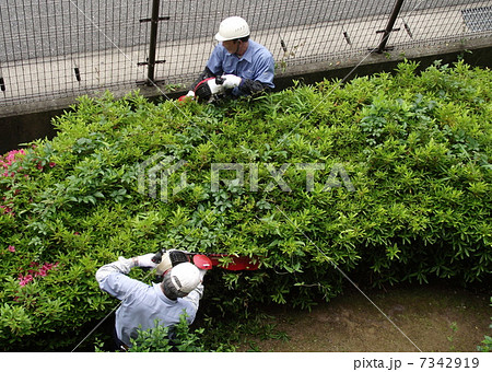 植木の手入れはバリカンが便利 7342919