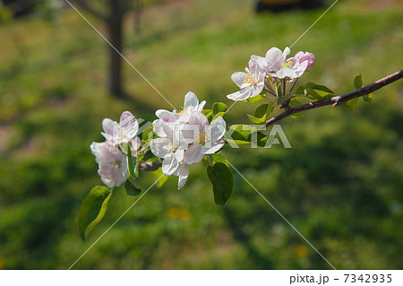 信州りんごの花 信州りんごの花 7342935