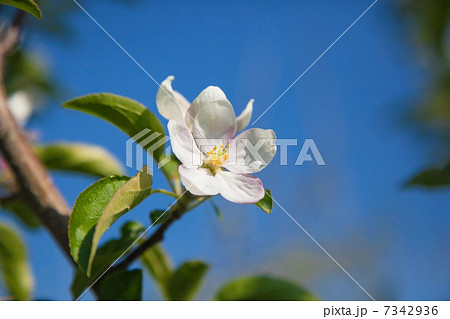 信州りんごの花 信州りんごの花 7342936