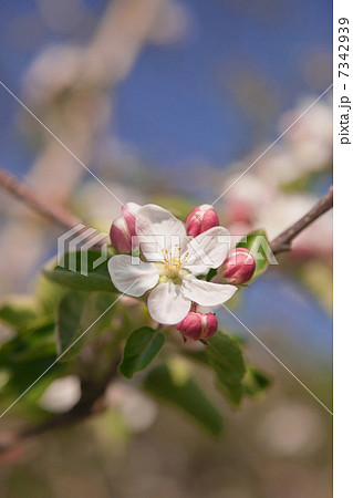 信州りんごの花 信州りんごの花 7342939