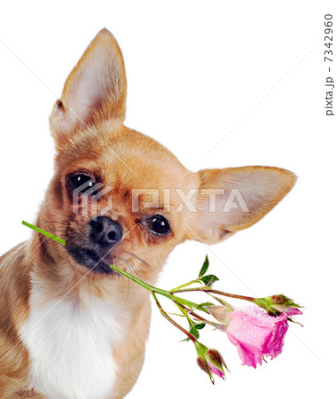 Chihuahua dog with rose isolated on white background 7342960