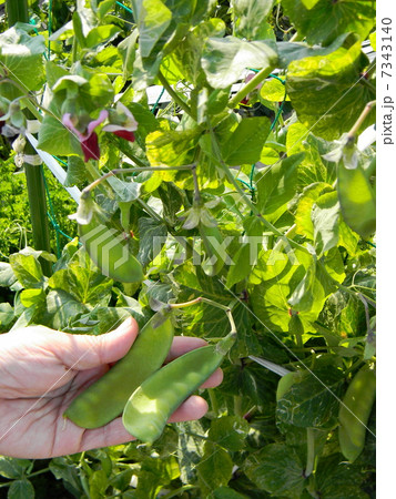家庭菜園の大鞘絹サヤ 家庭菜園の大鞘絹サヤ 7343140