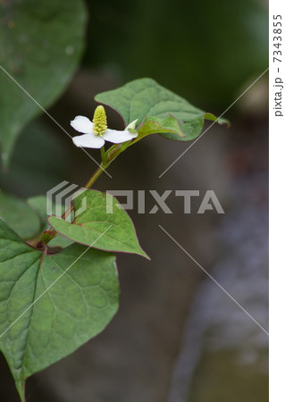 ドクダミ　花の写真素材 7343855