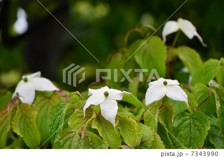 ヤマボウシの花 7343990