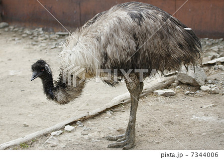 エミュー 7344006