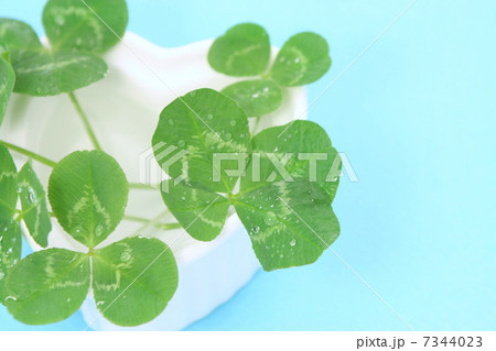 四葉のクローバー 7344023