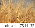 麦秋 7344132