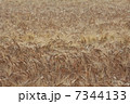 麦秋 7344133