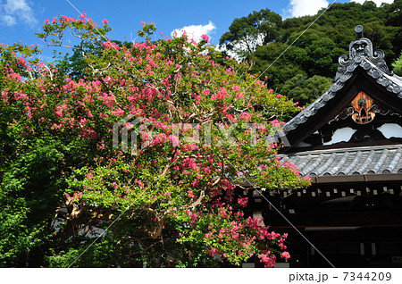 京都　永観堂の夏 7344209