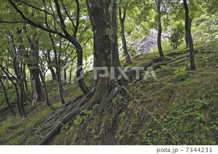 初秋の盛岡・盛岡城跡公園　 7344231