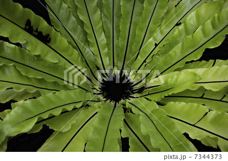 熱帯植物シダ類食虫植物 熱帯植物シダ類食虫植物 7344373