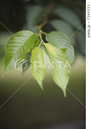 サクラの新芽 7344551