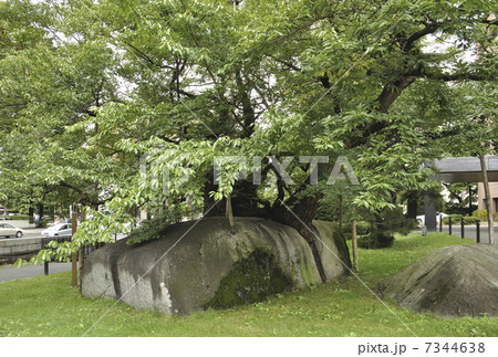 初秋の盛岡・石割桜 初秋の盛岡・石割桜 7344638