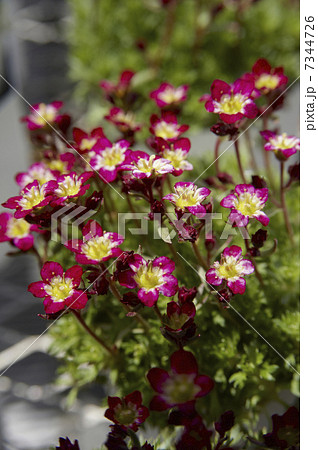 クモマグサ(斑入紅小町)の赤と黄色の花 クモマグサ(斑入紅小町)の赤と黄色の花 7344726