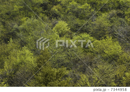 山の新緑 7344958