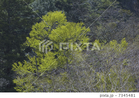 山の新緑 山の新緑 7345481