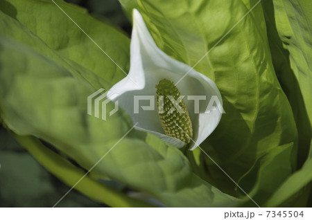 水芭蕉の白い花 7345504