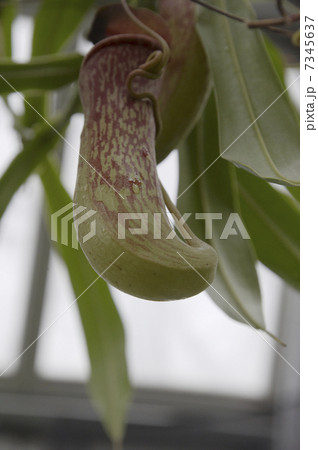食虫植物ウツボカズラ 7345637