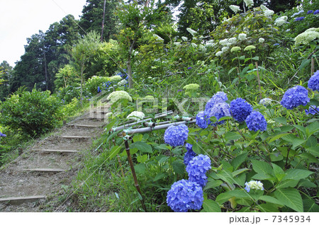 青梅散歩・塩船観音寺 7345934