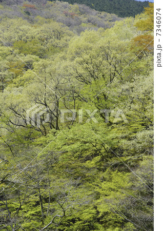 箱根街道より新芽の芽吹く山肌を仰ぐ 7346074