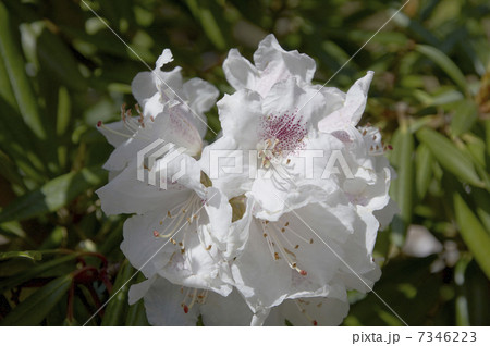 白いシャクナゲの花アップの写真素材