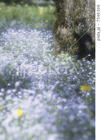 木と花 7346309