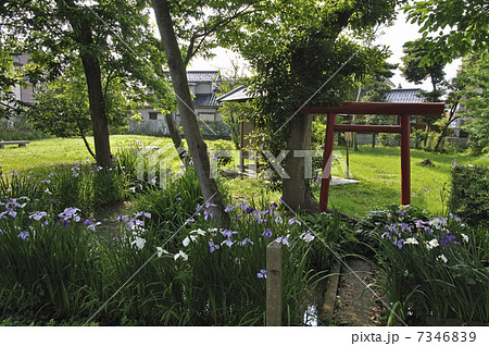 初夏の酒田・酒田町奉行所跡 7346839