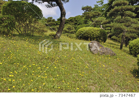 初夏の酒田・本間美術館 庭園 初夏の酒田・本間美術館 庭園 7347467