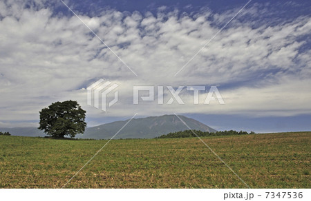 初秋の小岩井農場・一本桜と岩手山 7347536