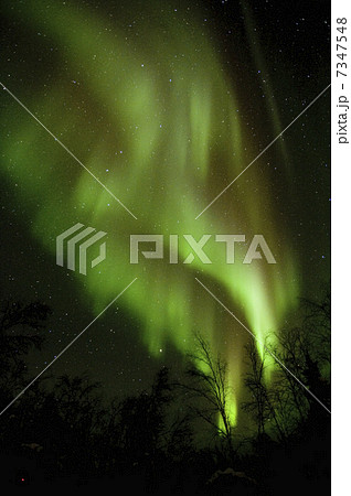 カナダ/イエローナイフのオーロラ カナダ/イエローナイフのオーロラ 7347548