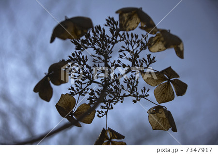 冬枯れのガクアジサイ 冬枯れのガクアジサイ 7347917