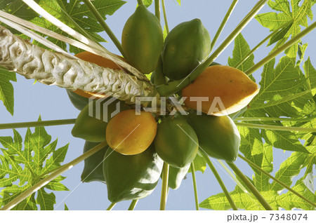 熱帯植物館のパパイアの木の実 熱帯植物館のパパイアの木の実 7348074