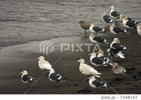 厳寒の江差・ウミネコ 7348147