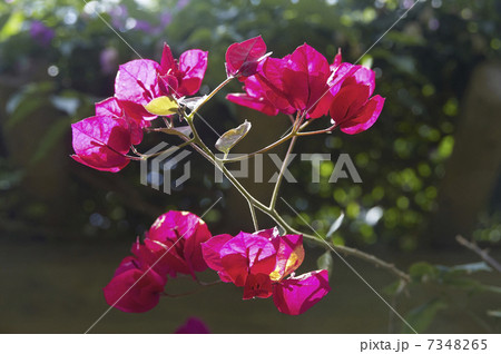 赤いブーゲンビレアの花アップ 7348265