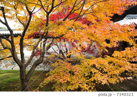 京都　東福寺の紅葉 7348321