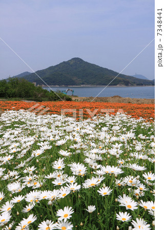 香川県三豊市 荘内半島 市営花畑 フラワーパーク浦島 と粟島の写真素材