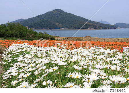 香川県三豊市 荘内半島 市営花畑 フラワーパーク浦島 と粟島の写真素材