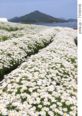 香川県三豊市 荘内半島 市営花畑 フラワーパーク浦島 と粟島の写真素材