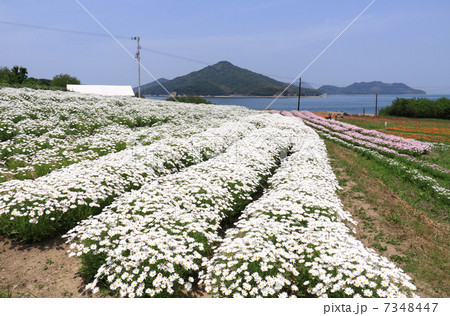 香川県三豊市 荘内半島 市営花畑 フラワーパーク浦島 と粟島の写真素材