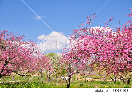 花のある信州の春景色 7348463